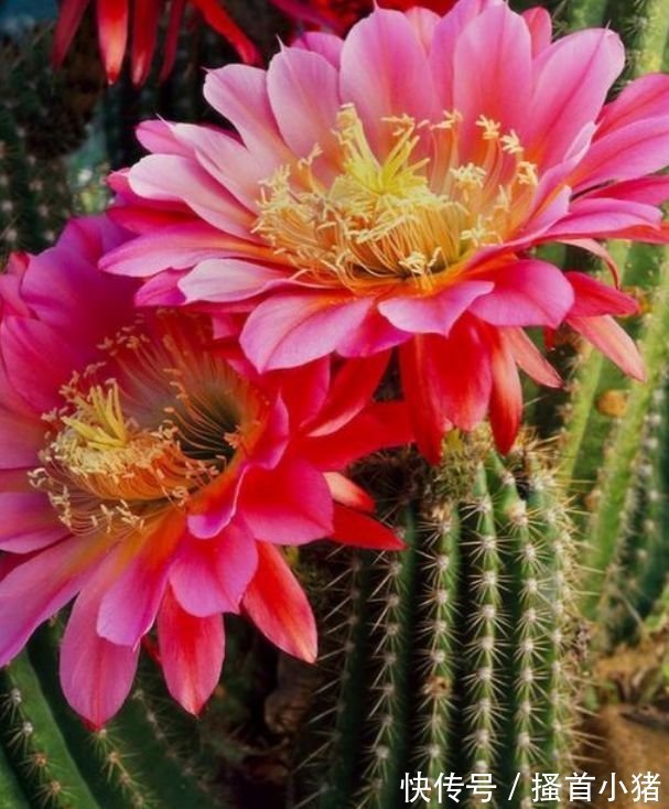 仙人掌|3种花是“大美女”，开花勤爱爆盆，美不胜收，一年四季都赏花