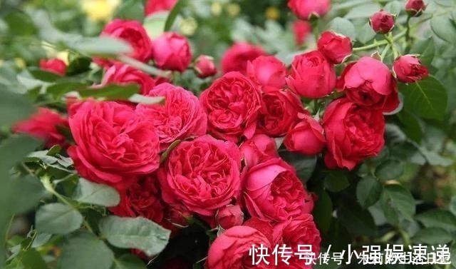月季花|月季花迟迟不开花，看看枝条上有没有这种东西，发现一个剪一个！