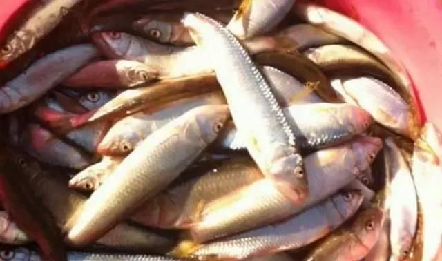 国内最好吃的淡水鱼,中年人也许听过吃过,90后都不懂