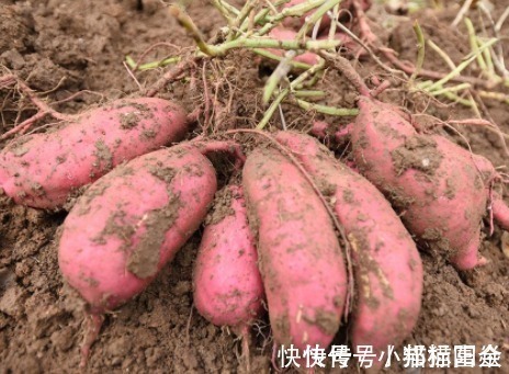 一小时|吃完红薯一小时内,不能碰此物,却有很多人不清楚,要告诉身边人