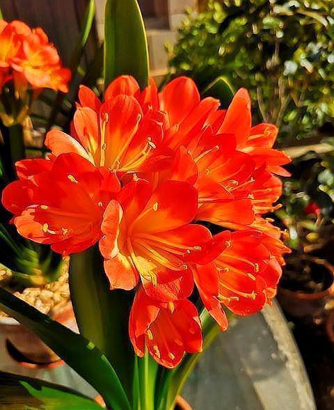 花芽|养君子兰,此“催花肥”不能少,选对时间,10天用一次,开花特多