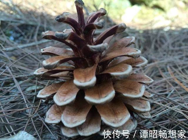 公公捡了个小松塔随手扔进花盆,没曾想现在竟长得这么美