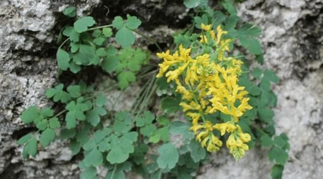 见到这种野草,请您保护起来,它稀少珍贵,550元一斤