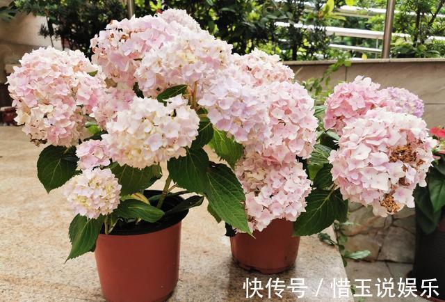 枝条|什么盆栽最好养这“7种”,好养好繁殖,丢土里长爆盆、常开花