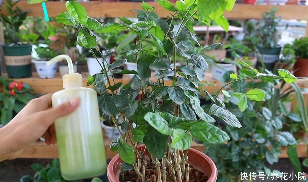 叶子|3种花爱喝“酸水”，1个月浇一次，叶子绿油油的