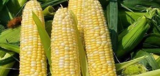 延緩衰老|多吃玉米益處多，但是3類人最好少吃，就怕你身在其中卻不知！