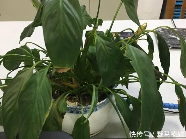 叶子|6种花一天不浇水,叶子就耷拉,缺水3天就死翘