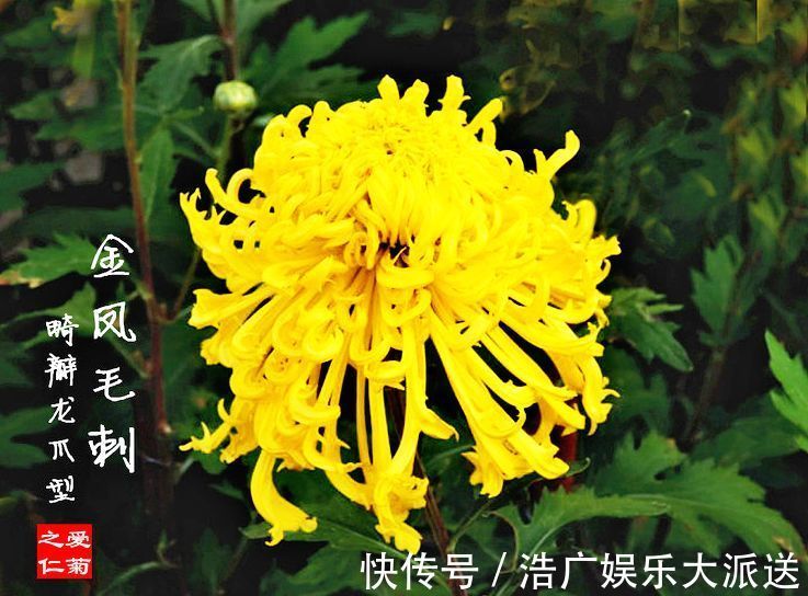 金凤|喜欢牡丹，不如养“珍奇名菊”，似金凤起舞，金光闪闪，开花艳丽