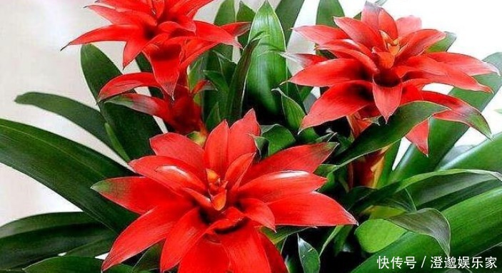 金边虎尾兰|什么发财树、君子兰都不如“3种花”，好养易活，养人又旺财
