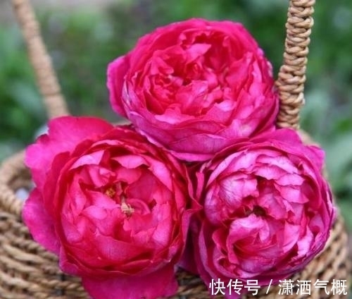 此款月季花,被称作“香香公主”,花朵大花型美,值得拥有!