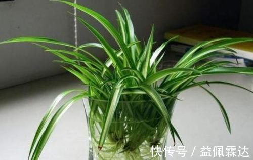 育苗|天冷扦插花草，技术再娴熟也没用，只有做到这些才能早生根发芽