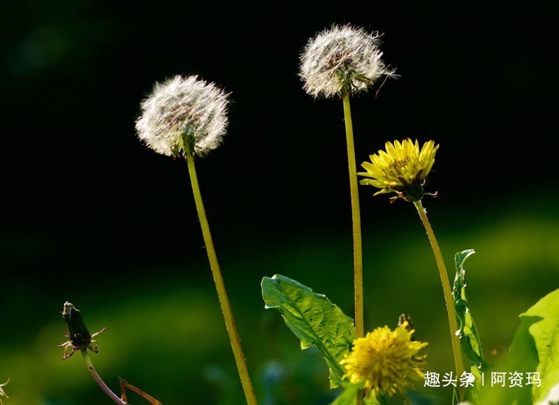 大美女|女孩让“神灯”把自己变漂亮，却不想把自己的老妈变成了大美女！