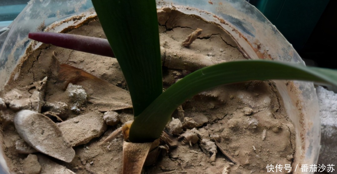 废土|养花旧土该不该扔,能不能“二次利用”?