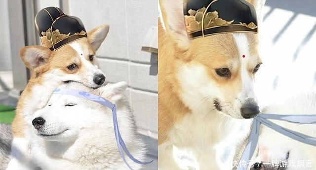 祖师|魔道祖师动物形象如何白兔与黑兔,二哈与短腿柯基超萌