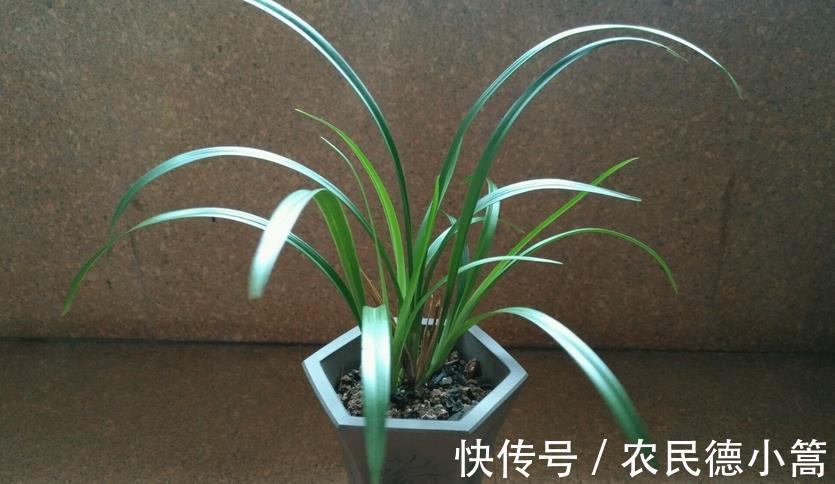 喷洒|兰花叶片上有灰尘,怎么清洗比较好?内行人:方法还真不少