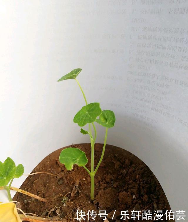 金丝荷叶花。不开花,看叶子也挺好看的