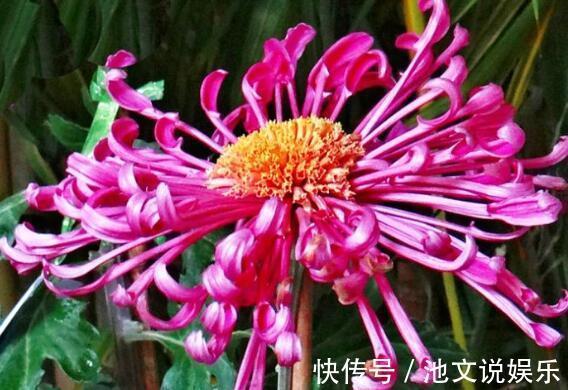 紫玉兰|9月就养这几款花,丢在庭院,全年都是小花园,花朵稠密惹人爱