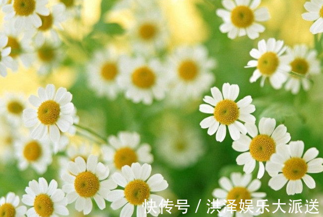 喜欢菊花，不如养盆“菊中珍品”，似魅力红颜，国色天香