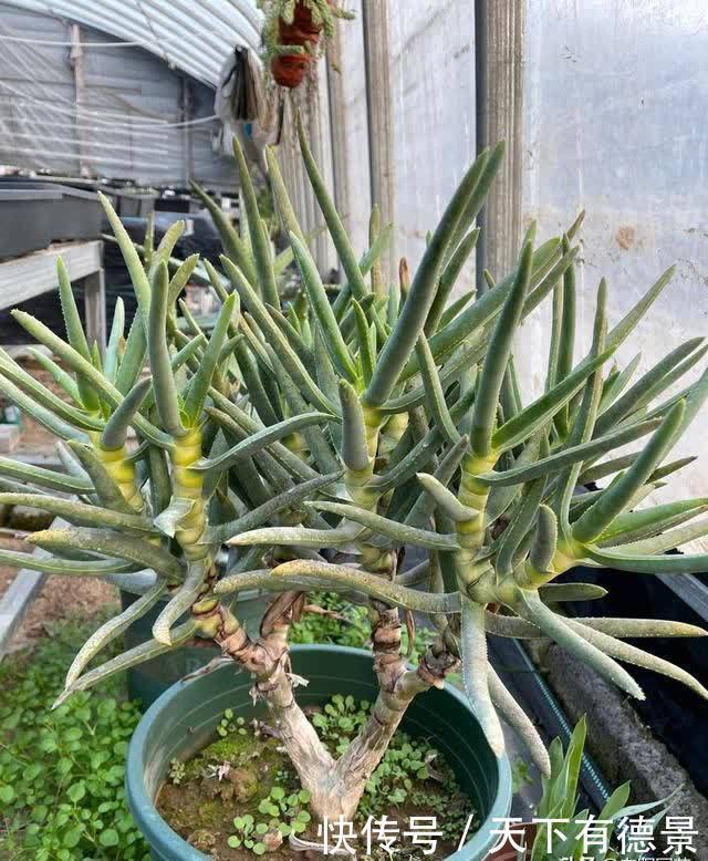 小小的芦荟，也能卖高价，很多人不相信，国外进口价格就是贵