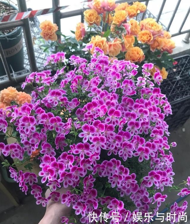 厨房一种调味料,养花3个用法,分分钟拯救黄叶,比硫酸亚铁都强!