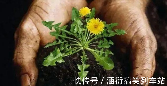 好处|立秋后,用蒲公英泡水,有五大好处,记住四个禁忌,常用三个搭配