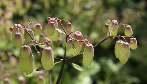 这三种花不爱喝水没事多晒晒，憋出一圈大花苞，越养越贵气