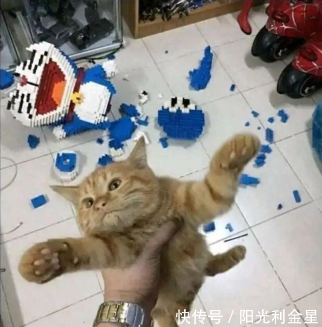 哆啦小猫弄坏手办爱好者拼起来的哆啦A梦,之后会怎么样小猫呆了