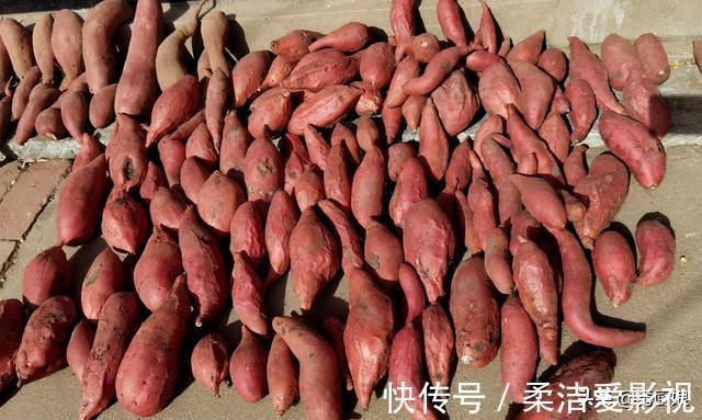秀厨娘|保存红薯有妙招,教你个好办法,红薯越放越甜,放半年不烂不长芽
