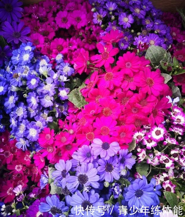 花市大捡漏，10种花现在买特合适，养一养就爆盆！