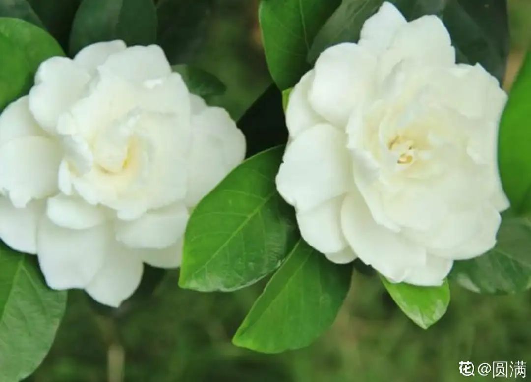 这10种花爱喝醋，浇水加点酸，叶子油亮爱开花！