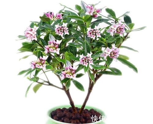 仙客来|8种花一到过年就开花,现在养正是好时候,花开灿烂、寓意吉祥