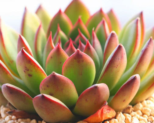 多肉植物不易养活教你3个种植多肉的小妙招,长的旺盛还好看