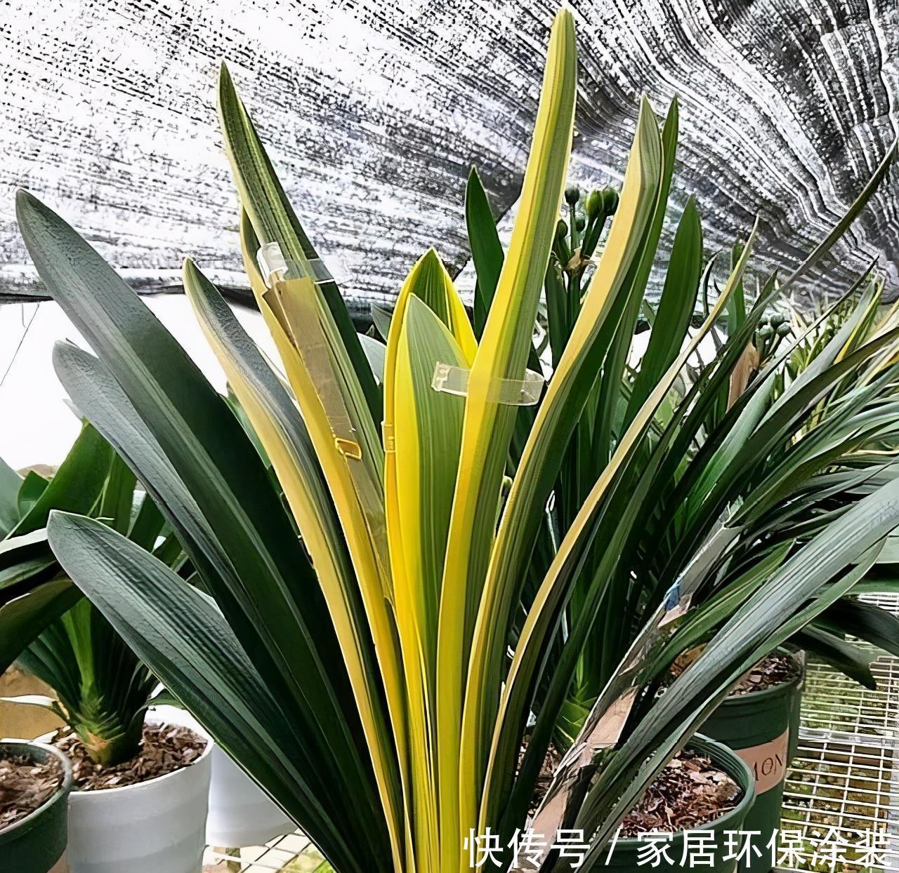 花盆|养君子兰，死记硬背5个要点，啥问题也没有，叶子油绿过年满花箭