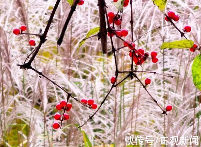 染色盘|北京的秋:浓墨重彩，不能辜负