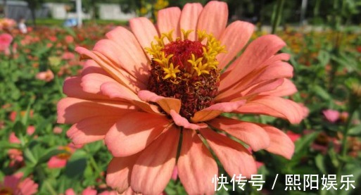 养花|养盆五颜六色的“百日菊”！花期长达100天，让你的花园花开不断