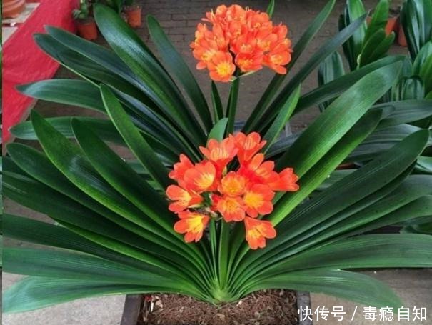 君子兰养了好几年,就是不开花,用了这个小技巧,一下开了几十朵!