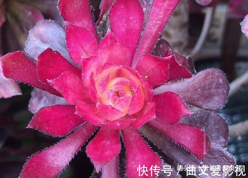 法师|多肉法师的叶片下翻?先判断是否休眠,再检查有没有其它的问题