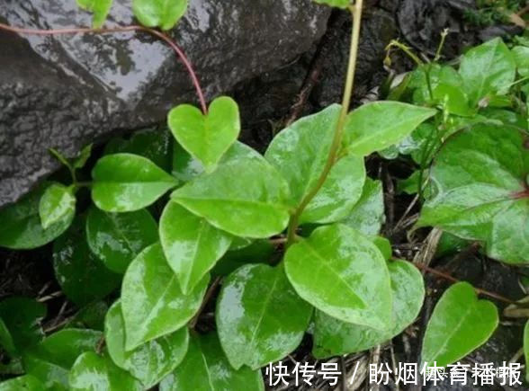 抗癌|乡下一种纯天然的野菜,常吃可以补肾、抗癌防衰老,食用价值高