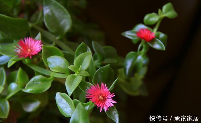 牡丹|家里养花就养它,扔个枝条就生芽,长出大盆的菜,开出满满的花