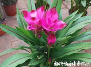 姜荷花|盆土里种块“姜”，7天发芽，30天后长出“大荷花”，太漂亮了