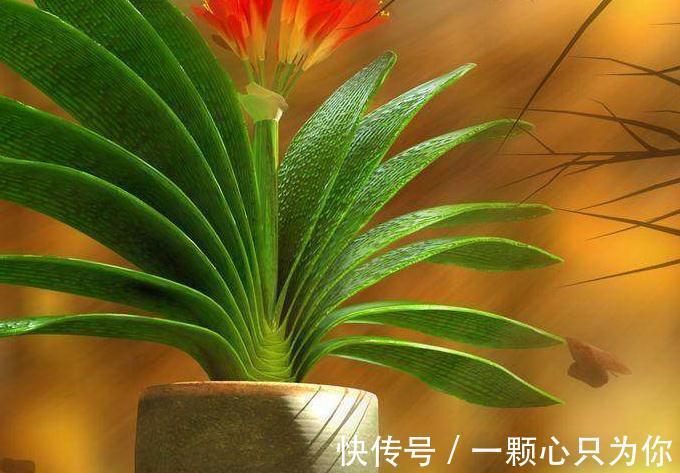 君子兰扦插小技巧,简单易学,赶紧来吧