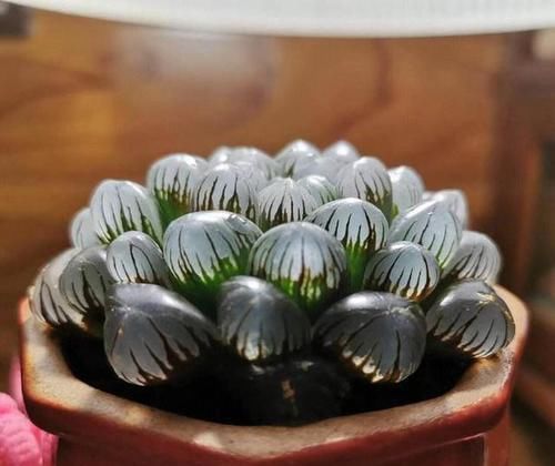  可爱|多肉可爱招人喜欢，怎么养得好，其实有方法