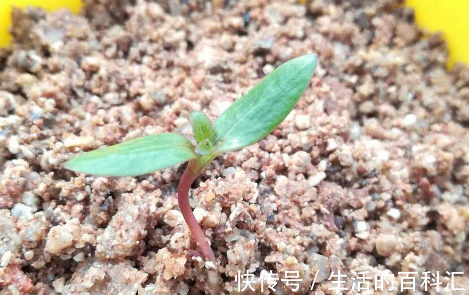 根系|花卉小苗这样移栽不伤根，缓苗快，有些细节千万注意