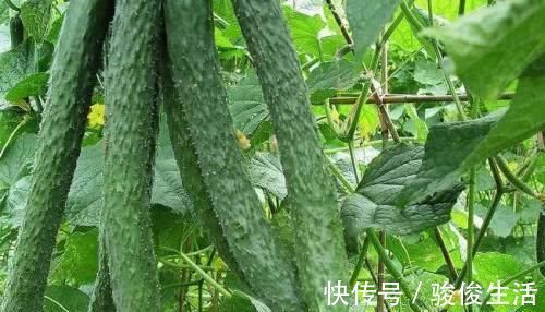 胰岛素|高血糖的“天敌”找到了，坚持每天吃一点，慢慢逼走糖尿病