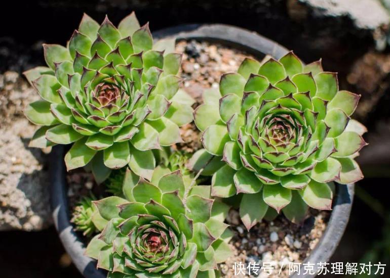 小白养多肉,不用瞎折腾,盆栽这5款,漂亮、落地就生根