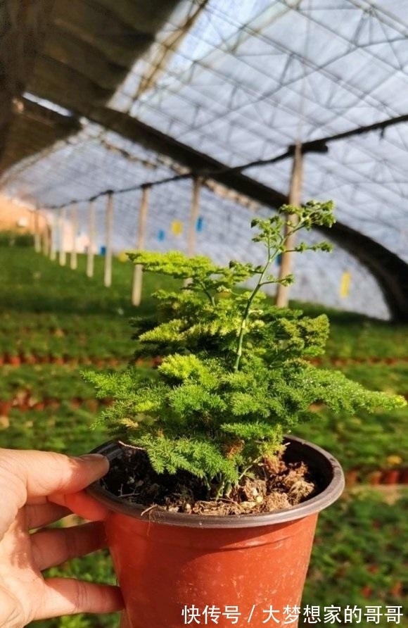 文竹不好养，不如养云竹，形状更好看，层次感十足，很好养