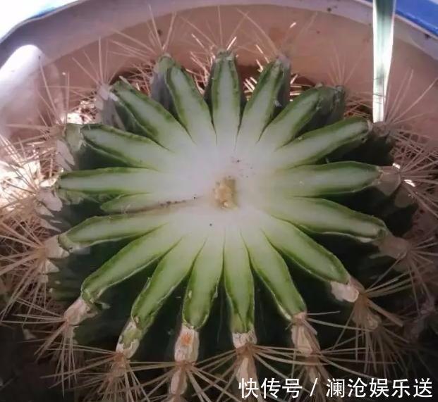 种花|常见的2种花，夏天多“切几刀”，才能呼呼冒“新芽”，翻倍的长