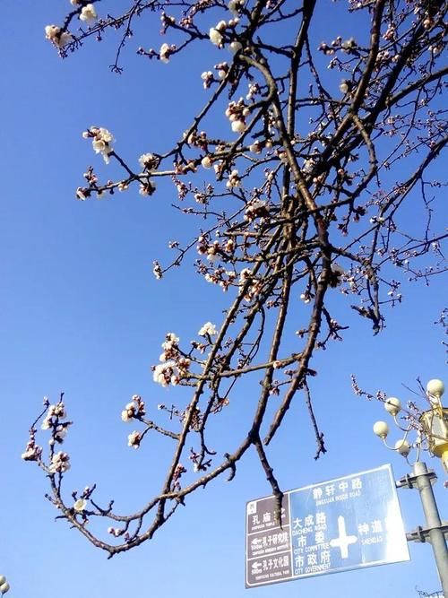 身边美景！杏花微雨后，春色满圣城