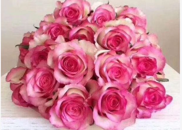 喜欢养菊,不如试试“高档玫瑰”红羽,美艳如少女裙摆,灵动可爱