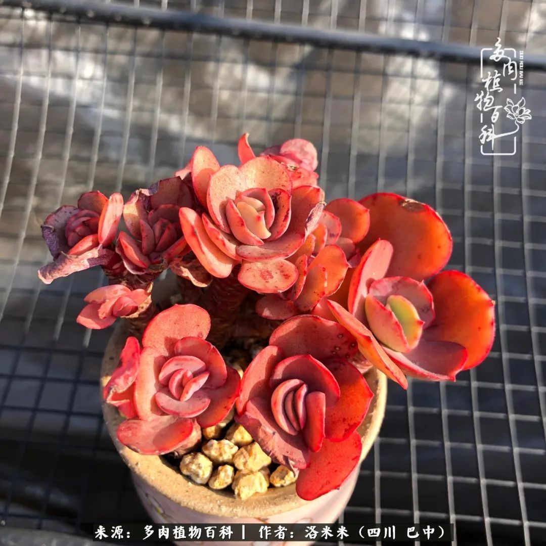 时间是多肉最好的滤镜！附个人养护经验！